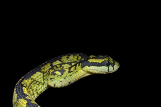 A Sri Lankan Green Pit Viper