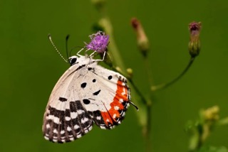 A Red Pierrot Butterfly