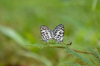 Two Common Pierrot butterflies mating