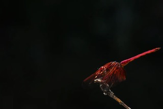 A Crimson Dropwing dragonfly