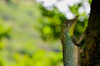 A Sri Lankan Leaf-Nosed Lizard