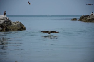 A Brahminy Kite hunting a fish