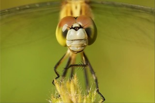 A close-up image of a Wandering Glider dragonfly