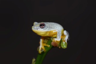 An Asanka's Shrub Frog