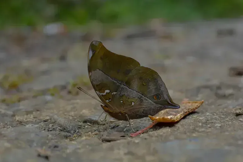 Autumn Leaf