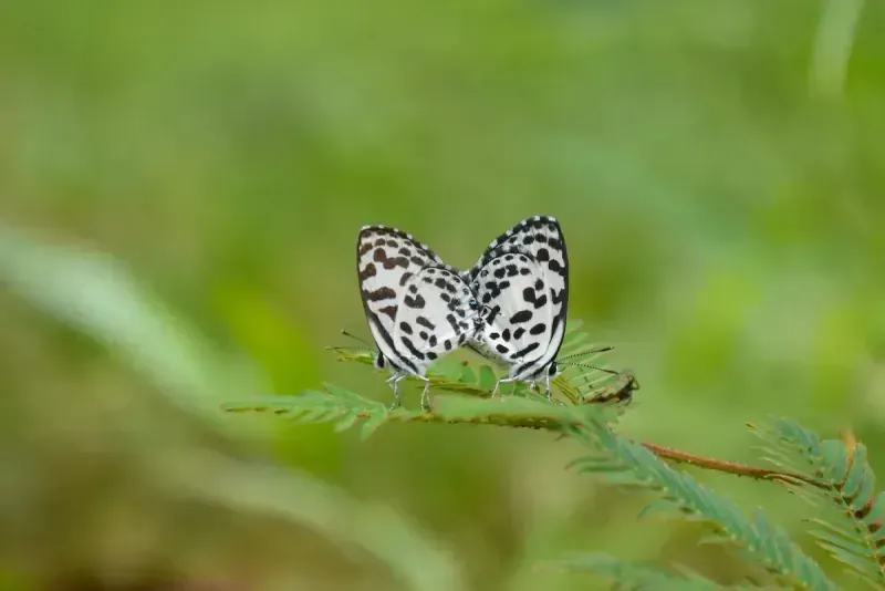 Common Pierrot