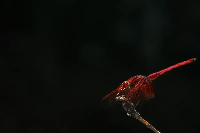 Crimson Dropwing