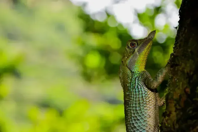 Leaf Nosed Lizard