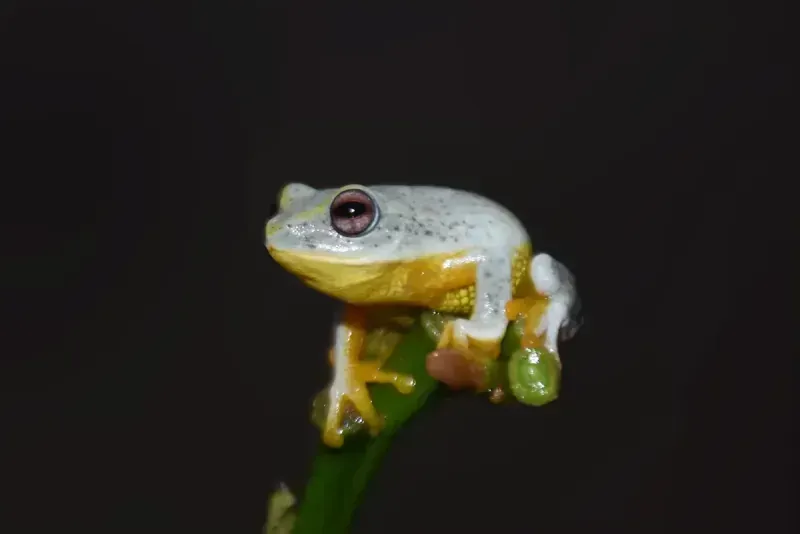 Asankas Shrub Frog